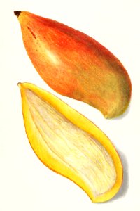 Mangoes (Mangifera Indica) (1909) by Amanda Almira Newton.. Free illustration for personal and commercial use.