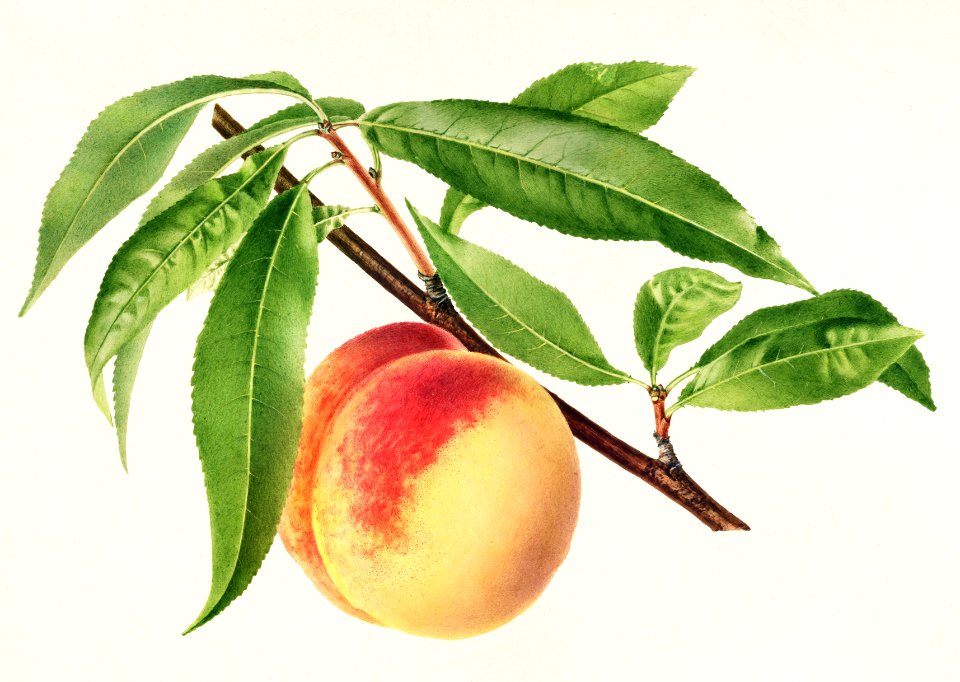 Peach Twig (Prunus Persica) (1918) by  Royal Charles Steadman.