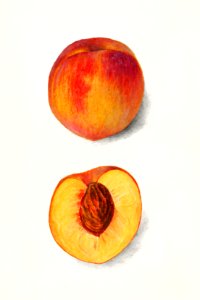 Peaches (Prunus Persica) (1911) by Amanda Almira Newton.. Free illustration for personal and commercial use.