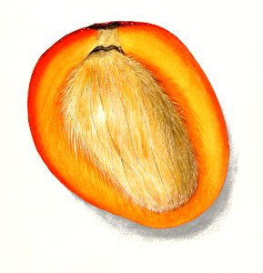 Mango (Mangifera Indica) (1910) by  Deborah Griscom Passmore.