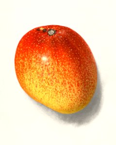 Mango (Mangifera Indica) (1914) by Ellen Isham Schutt.. Free illustration for personal and commercial use.