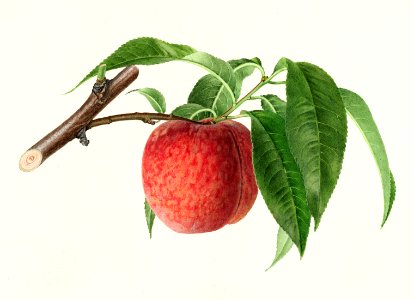 Peach twig (Prunus Persica) (1919) by  Royal Charles Steadman.