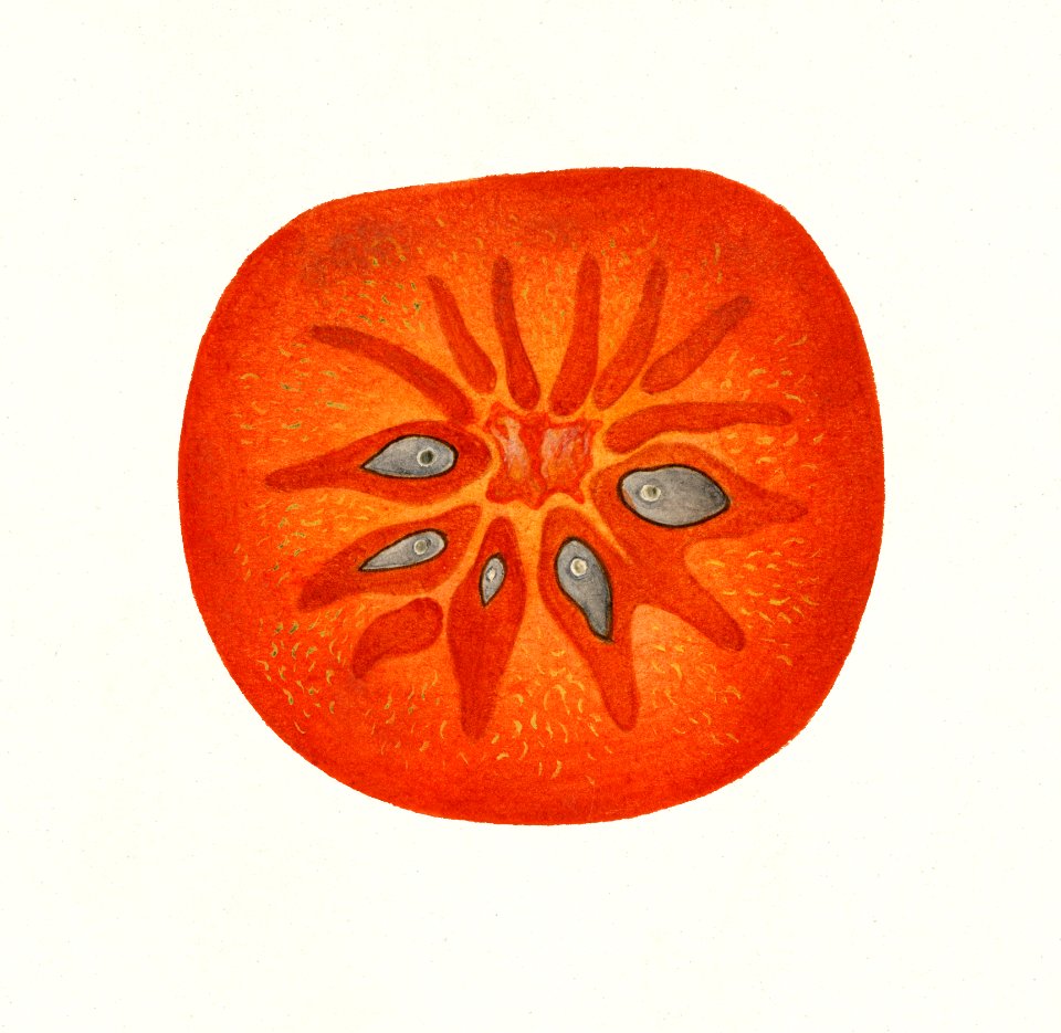 Persimmon (Diospyros) (1889) by  William Henry Prestele.  ​​​​​​​
