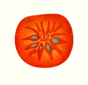 Persimmon (Diospyros) (1889) by William Henry Prestele. ​​​​​​​. Free illustration for personal and commercial use.