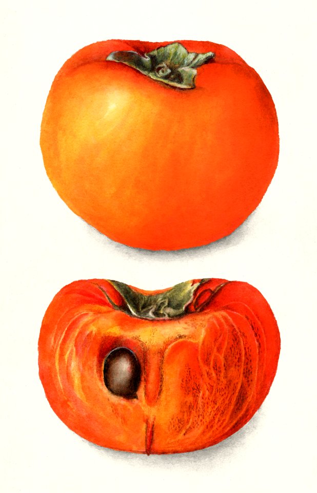 Vintage persimmons illustration.