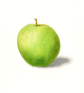 Apple (Malus Domestica) (1909) by W.L.Burn.. Free illustration for personal and commercial use.