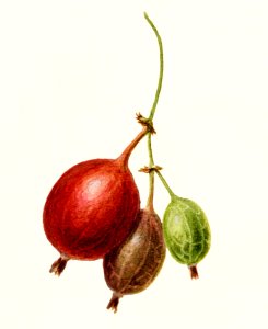 Gooseberries (Ribes) (1891) by Frank Muller. . Free illustration for personal and commercial use.