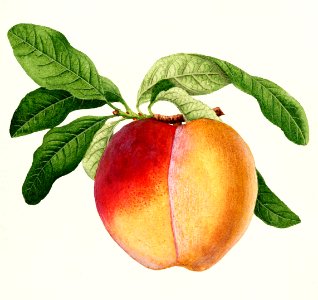 Peach twig (Prunus persica)(1894) by  William Henry Prestele.