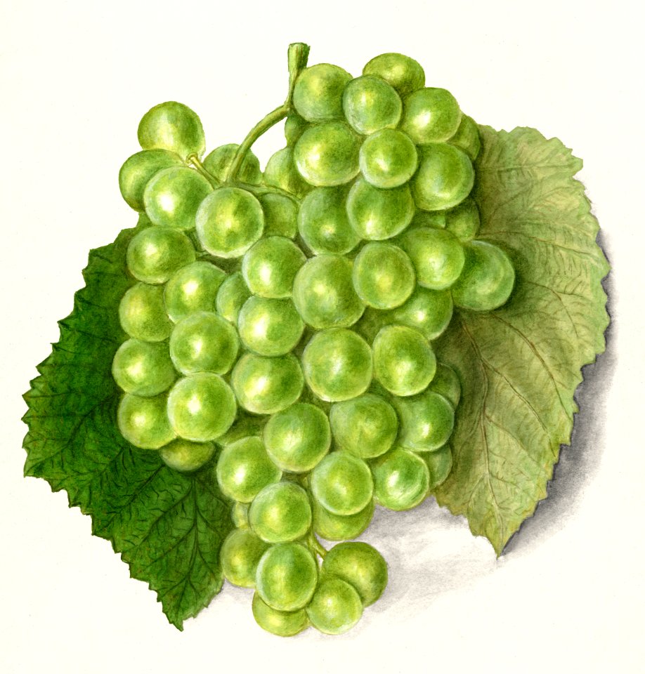 Grapes (Vitis)(1911) by Ellen Isham Schutt.