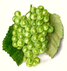 Grapes (Vitis)(1911) by Ellen Isham Schutt.. Free illustration for personal and commercial use.