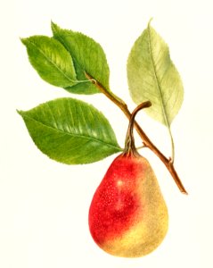 Pear Branch (Pyrus Communis)(1893) by Deborah Griscom Passmore.. Free illustration for personal and commercial use.