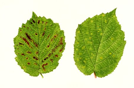 Hazelnut leaves (Corylus) (1924) by James Marion Shull.. Free illustration for personal and commercial use.