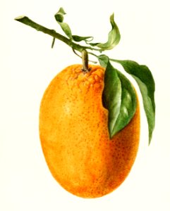 Orange (Citrus Sinensis) (1896) by Deborah Griscom Passmore.. Free illustration for personal and commercial use.