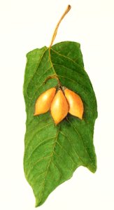 Oak Leaved Papaya (Vasconcellea quercifolia)(1906) by Ellen Isham Schutt.