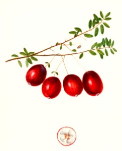 American Cranberry (Vaccinium macrocarpon)(1914) by Amanda Almira Newton.. Free illustration for personal and commercial use.