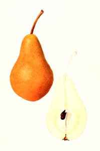 Pears (Pyrus Communis) (1935) by James Marion Shull.. Free illustration for personal and commercial use.