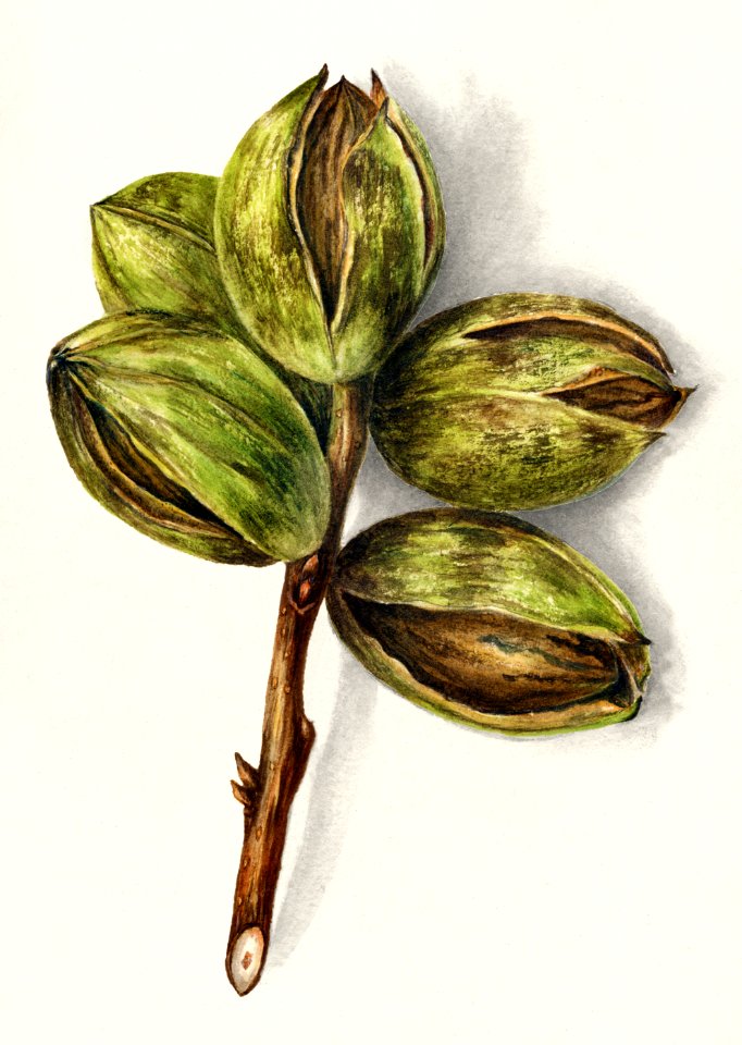 Hickory (Carya)(1904) by Bertha Heiges