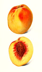 Peaches (Prunus Persica) (1900) by Deborah Griscom Passmore.. Free illustration for personal and commercial use.