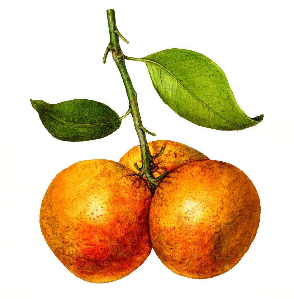 Vintage oranges illustration. Digitally enhanced illustration from U.S. Department of Agriculture Pomological Watercolor Collection. Rare and Special Collections, National Agricultural Library.