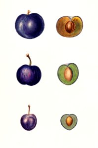 Blackthorn (Prunus Spinosa) (n.d.) by anonymous.