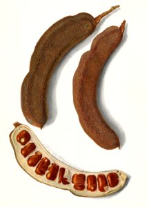 Indian Tamarind (Tamarindus Indica)(1908) by Amanda Almira Newton.