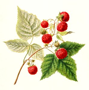 Red Raspberries (Rubus Idaeus) (1891) by Frank Muller.. Free illustration for personal and commercial use.