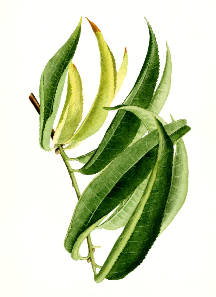 Peach Leaf (Prunus Persica) (1912) by  James Marion Shull.