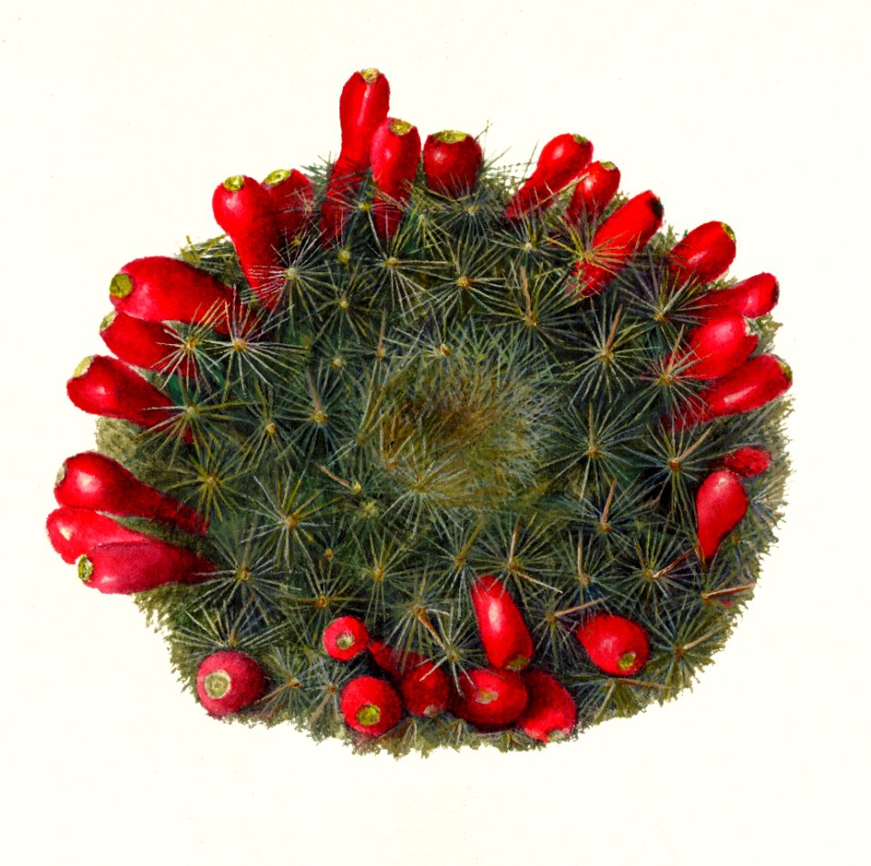 Prickly Pear (Opuntia)(1908) by Deborah Griscom Passmore.