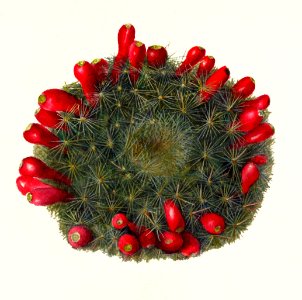 Prickly Pear (Opuntia)(1908) by Deborah Griscom Passmore.. Free illustration for personal and commercial use.