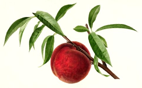Peach twig (Prunus persica)(1918) by Royal Charles Steadman. Free illustration for personal and commercial use.