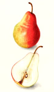 Pear (Pyrus Communis) (1908) by Amanda Almira Newton.. Free illustration for personal and commercial use.