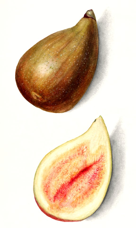 Figs (Ficus)(1911) by Mary Daisy Arnold.