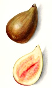 Figs (Ficus)(1911) by Mary Daisy Arnold.. Free illustration for personal and commercial use.