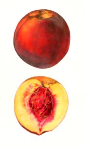 Peaches (Prunus Persica) by Mary Daisy Arnold (1873-1955).. Free illustration for personal and commercial use.