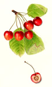 Cherries (Prunus Avium) by Harriet L. Thompson.. Free illustration for personal and commercial use.