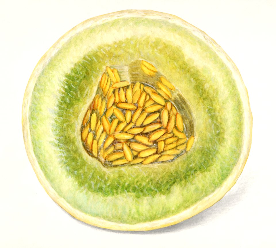 Melon (Cucumis Melo)(1916) by Amanda Almira Newton.