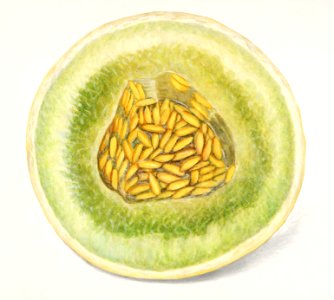 Melon (Cucumis Melo)(1916) by Amanda Almira Newton.. Free illustration for personal and commercial use.