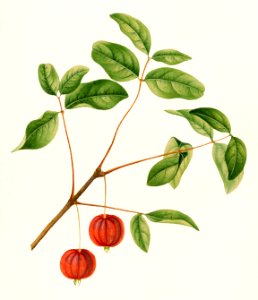 Surinam Cherry (Eugenia Uniflora) by William Henry Prestele (1838-1895).. Free illustration for personal and commercial use.