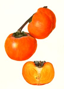 Vintage persimmons illustration.. Free illustration for personal and commercial use.