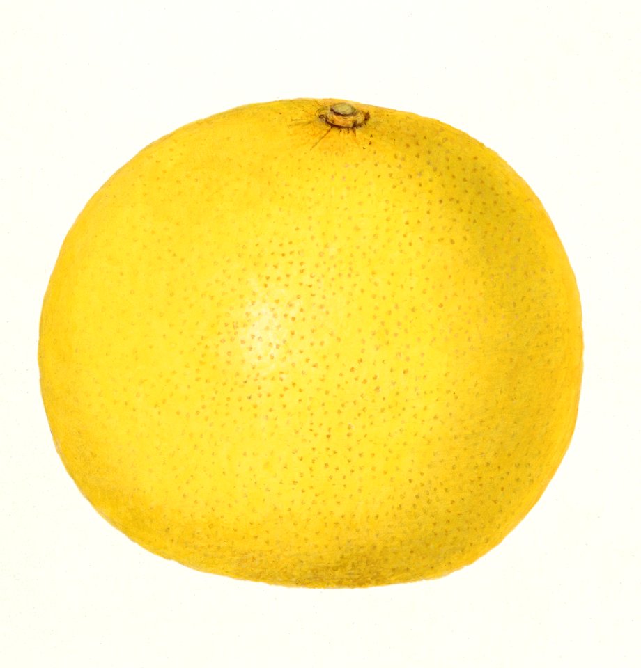 Grapefruit (Citrus paradisi)(1919) by Amanda Almira Newton.