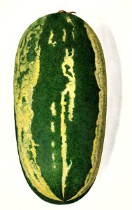Watermelon (Citrullus Lanatus)(1916) by Royal Charles Steadman.. Free illustration for personal and commercial use.