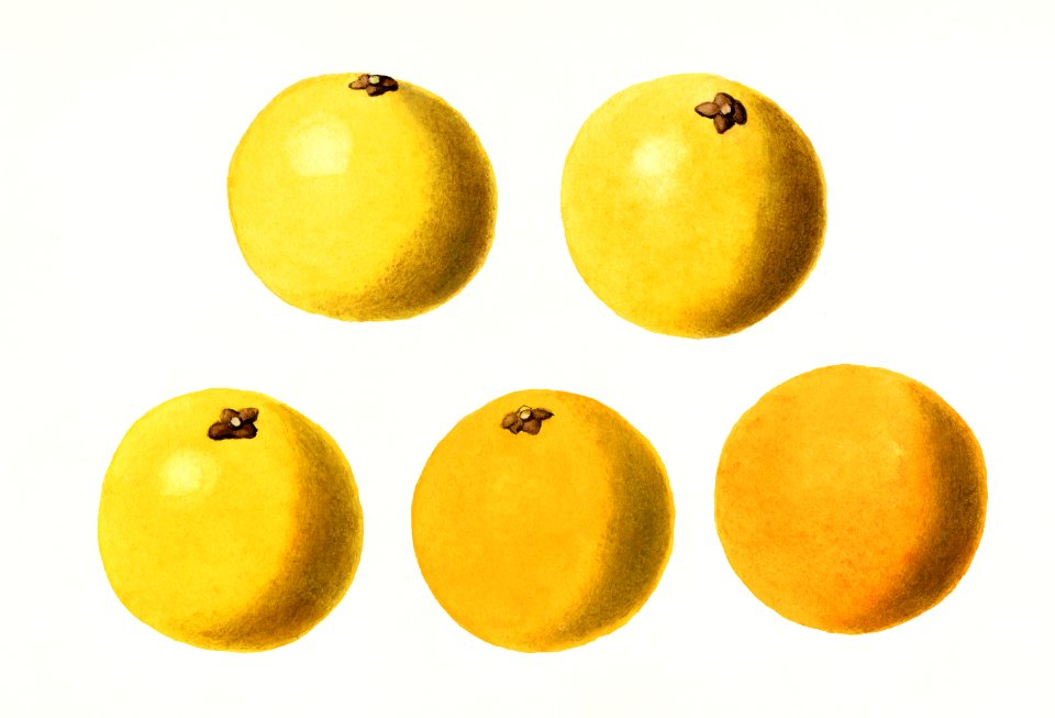 Grapefruits (Citrus Paradisi) (1923) by James Marion Shull​​​​​​​.  ​​​​​​​