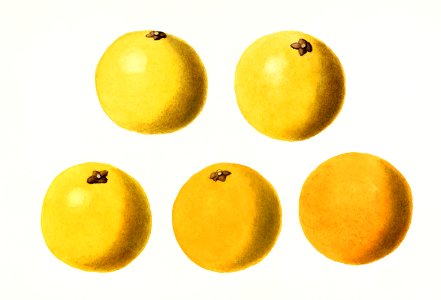 Grapefruits (Citrus Paradisi) (1923) by James Marion Shull​​​​​​​. ​​​​​​​. Free illustration for personal and commercial use.
