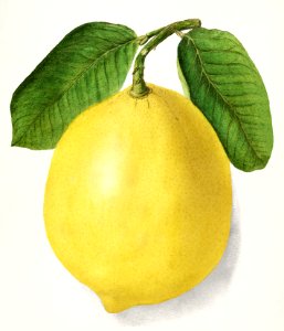 Lemon (Citrus Limon)(1910) by Ellen Isham Schutt.. Free illustration for personal and commercial use.