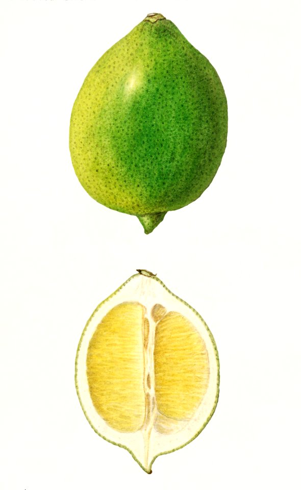 Lemon (Citrus Limon)(1912) by Ellen Isham Schutt.