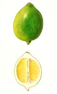 Lemon (Citrus Limon)(1912) by Ellen Isham Schutt.. Free illustration for personal and commercial use.