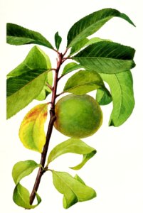 Peach (Prunus Persica) (1909) by James Marion Shull.. Free illustration for personal and commercial use.