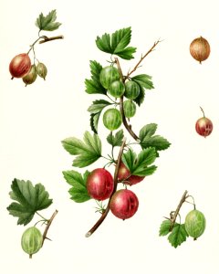 Gooseberries (Ribes) by Deborah Griscom Passmore (1840–1911).. Free illustration for personal and commercial use.