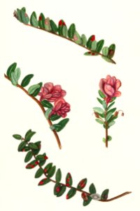 American Cranberry (Vaccinium Macrocarpon) by Ellen Isham Schutt (1873–1955).. Free illustration for personal and commercial use.