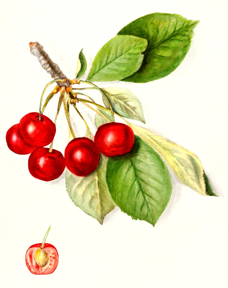 Cherries (Prunus Avium) (1911) by Mary Daisy Arnold.. Free illustration for personal and commercial use.